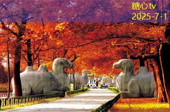 枸杞与白酒的完美搭配比例揭秘